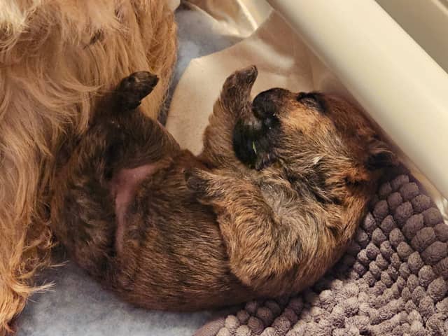 Vun Attilbrigga Cairn Terrier