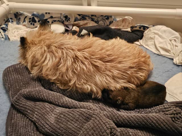 Vun Attilbrigga Cairn Terrier