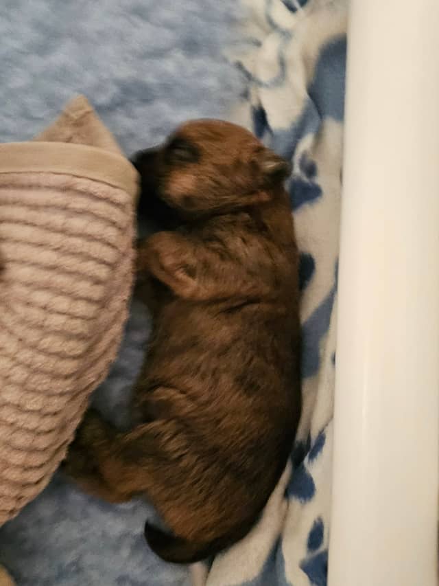 Vun Attilbrigga Cairn Terrier