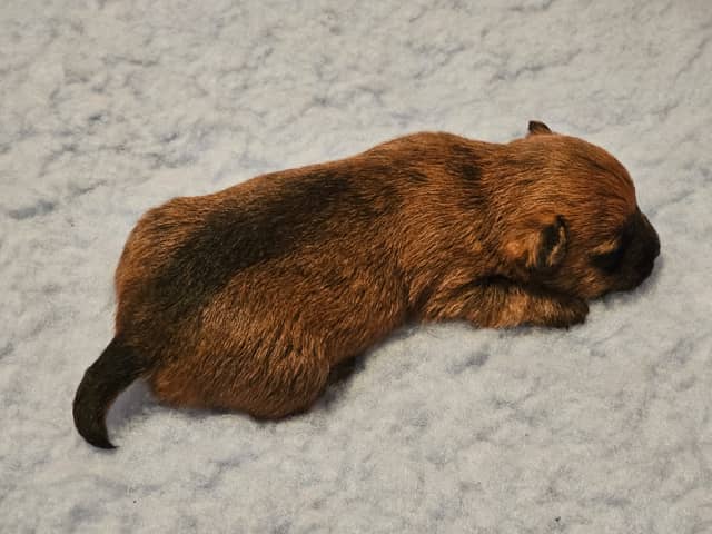 Vun Attilbrigga Cairn Terrier