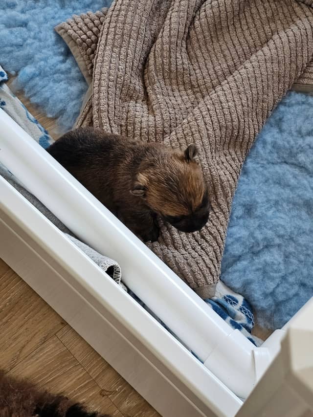Vun Attilbrigga Cairn Terrier