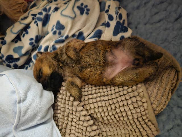 Vun Attilbrigga Cairn Terrier