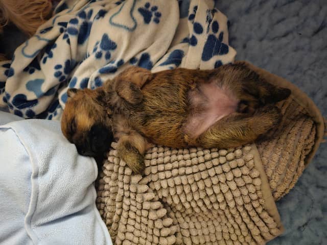 Vun Attilbrigga Cairn Terrier