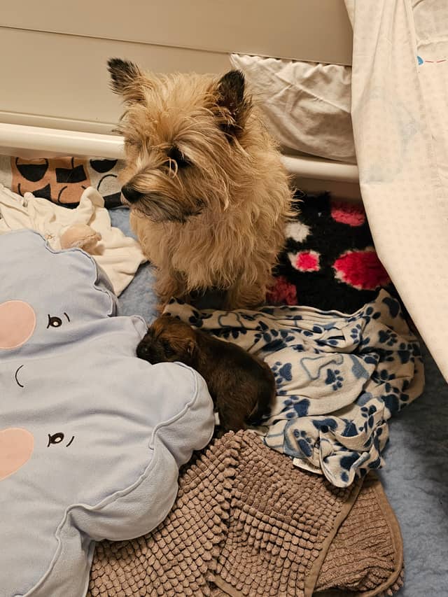 Vun Attilbrigga Cairn Terrier