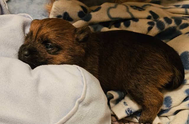 Vun Attilbrigga Cairn Terrier