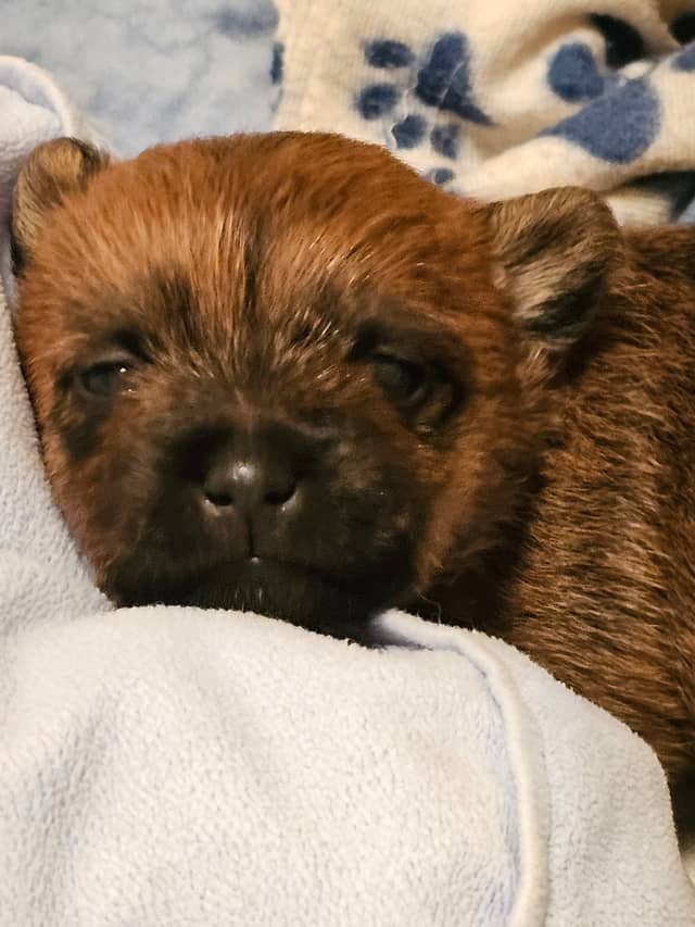 Vun Attilbrigga Cairn Terrier