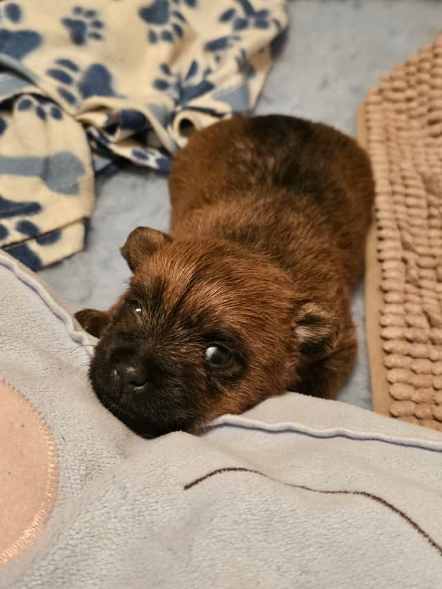 Vun Attilbrigga Cairn Terrier