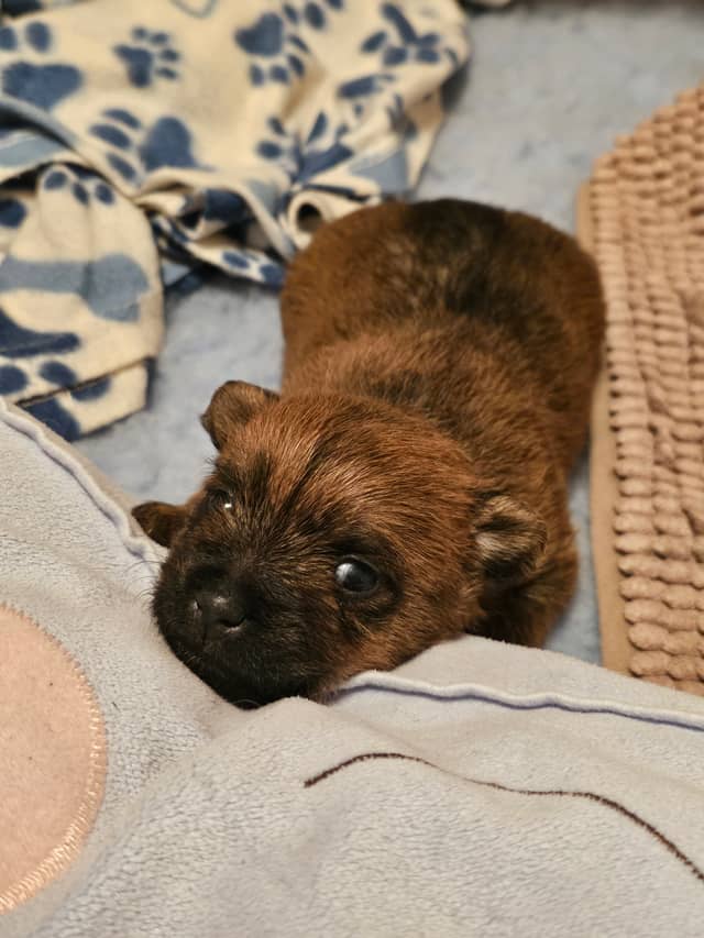 Vun Attilbrigga Cairn Terrier