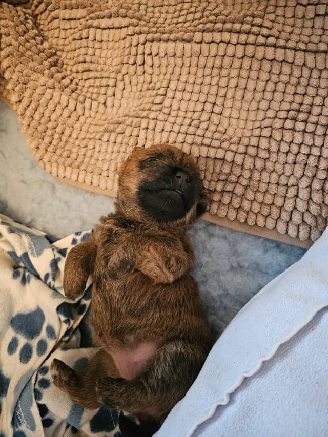 Vun Attilbrigga Cairn Terrier