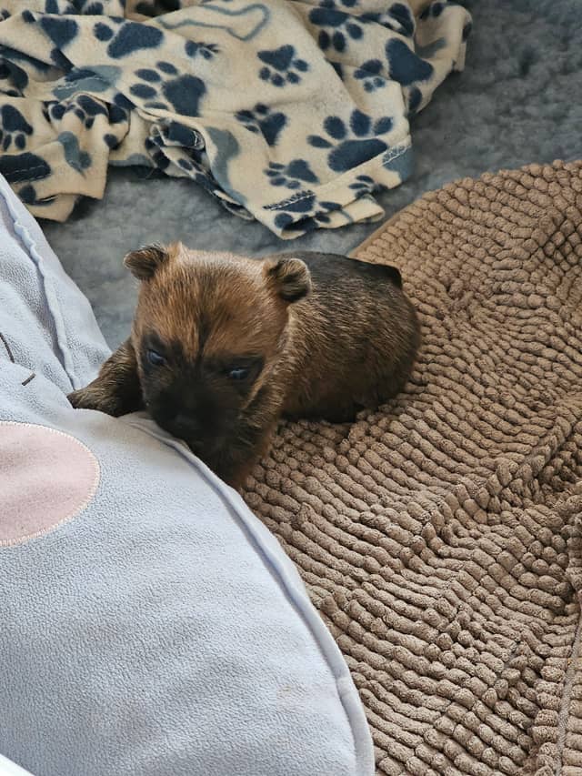 Vun Attilbrigga Cairn Terrier