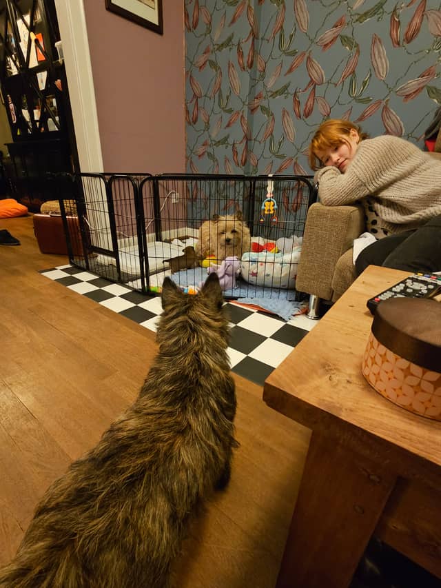 Vun Attilbrigga Cairn Terrier
