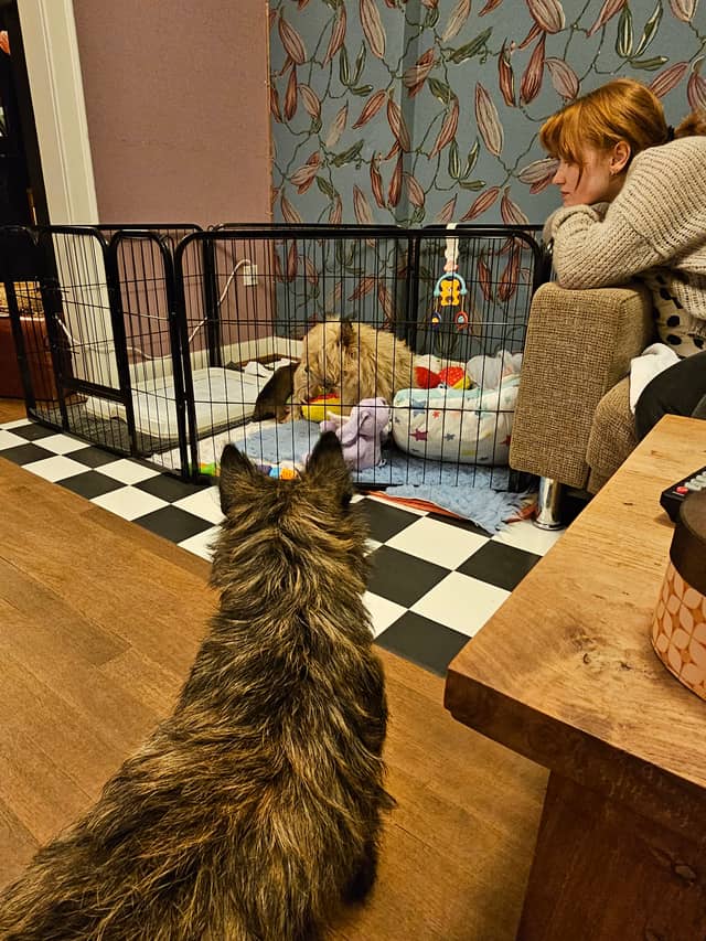 Vun Attilbrigga Cairn Terrier