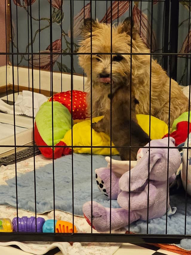Vun Attilbrigga Cairn Terrier