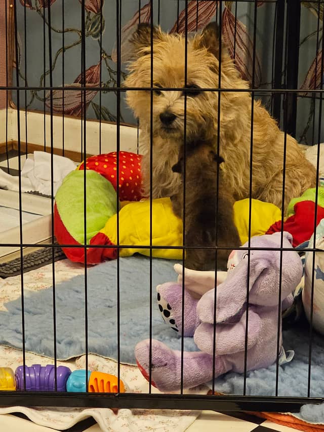Vun Attilbrigga Cairn Terrier