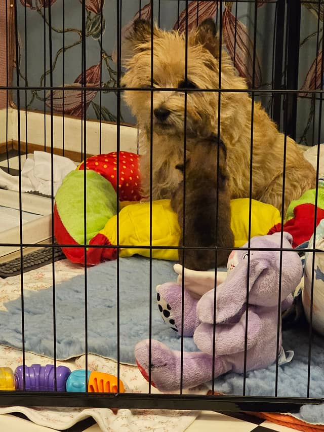Vun Attilbrigga Cairn Terrier