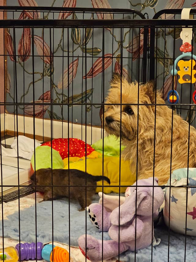 Vun Attilbrigga Cairn Terrier