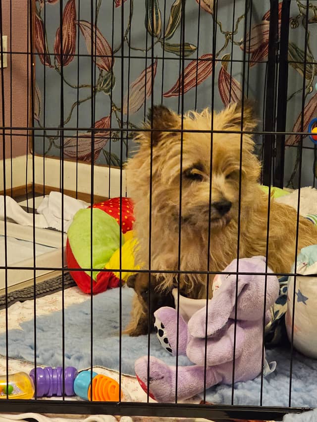 Vun Attilbrigga Cairn Terrier