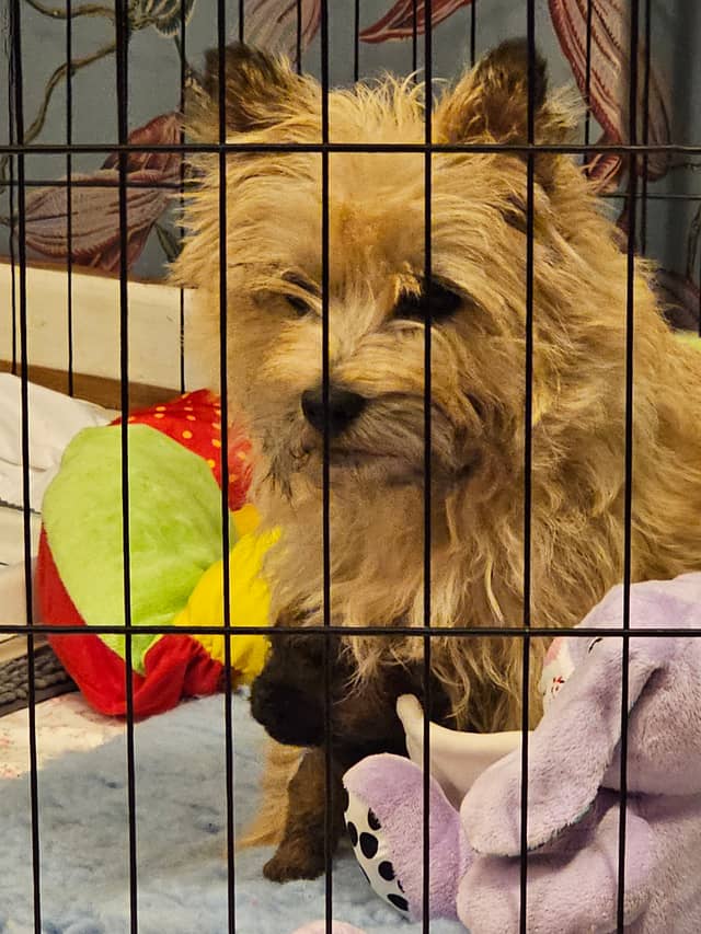 Vun Attilbrigga Cairn Terrier