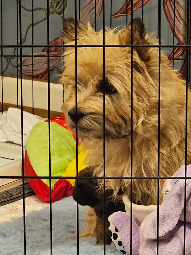 Vun Attilbrigga Cairn Terrier