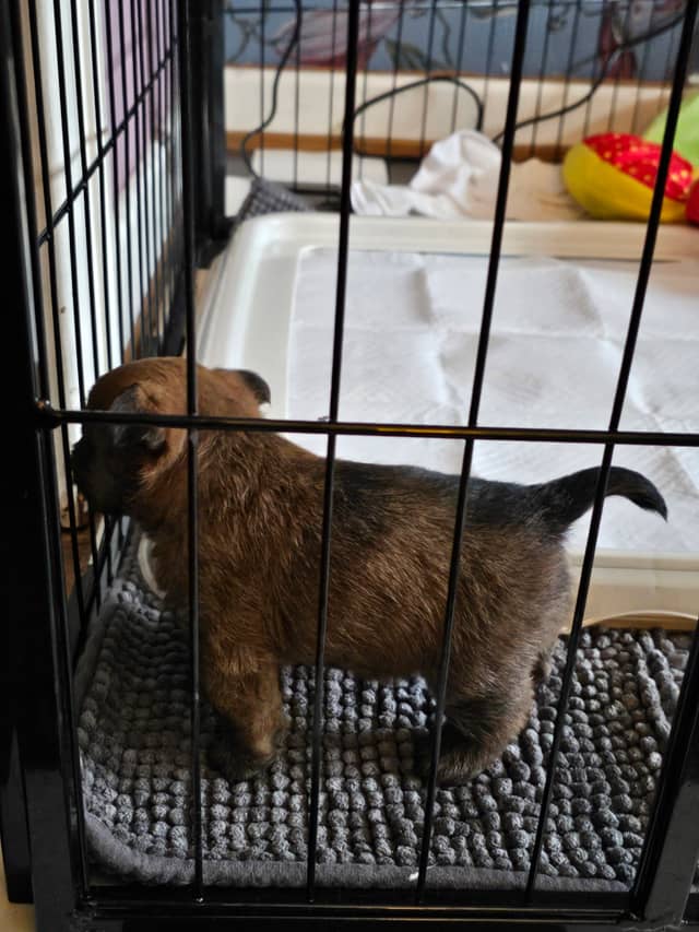 Vun Attilbrigga Cairn Terrier