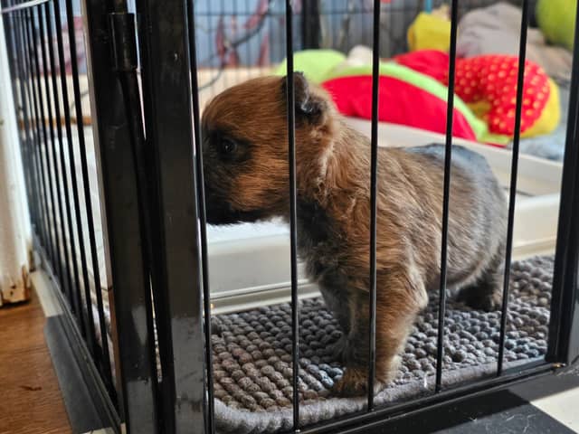 Vun Attilbrigga Cairn Terrier