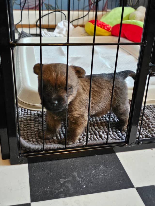 Vun Attilbrigga Cairn Terrier