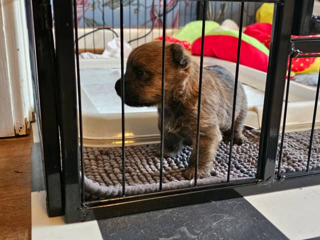 Vun Attilbrigga Cairn Terrier
