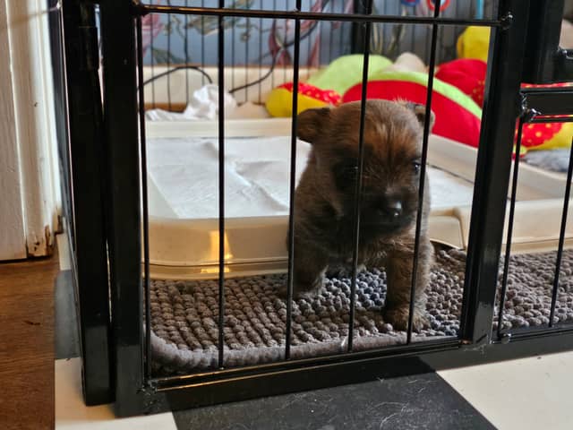 Vun Attilbrigga Cairn Terrier
