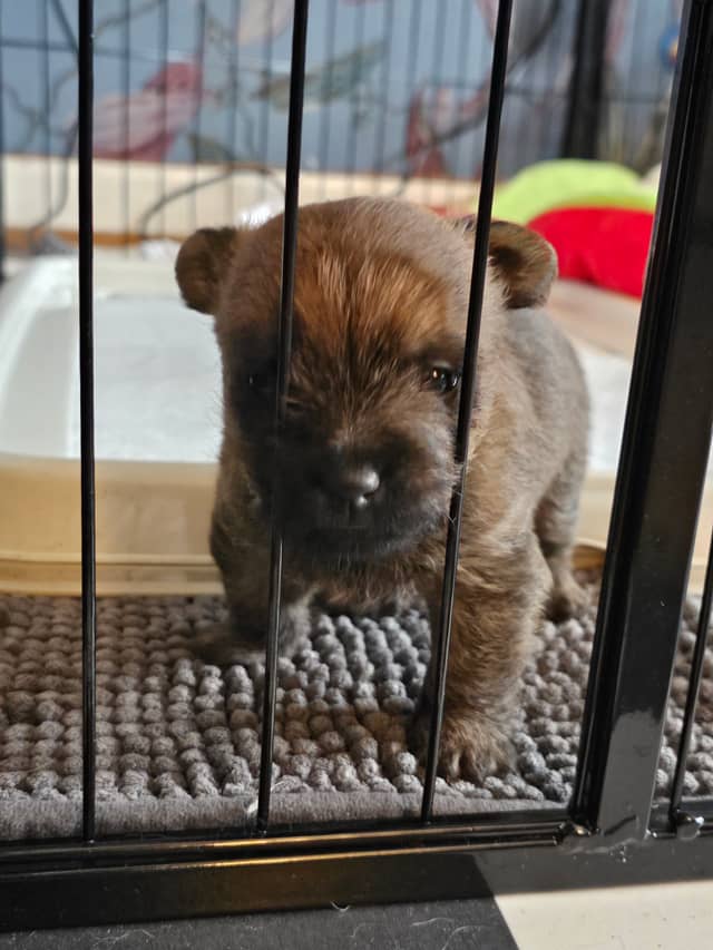 Vun Attilbrigga Cairn Terrier