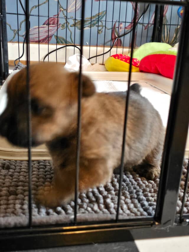 Vun Attilbrigga Cairn Terrier