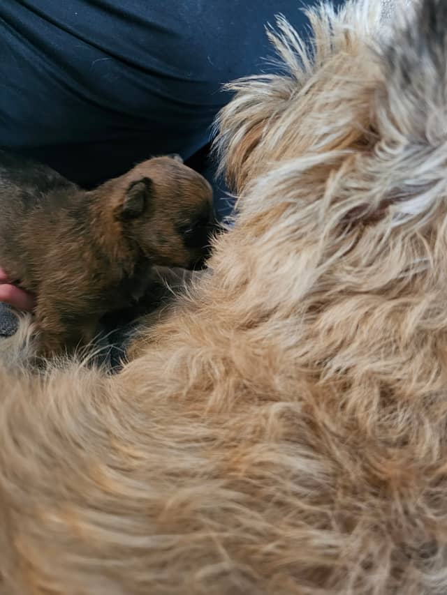 Vun Attilbrigga Cairn Terrier