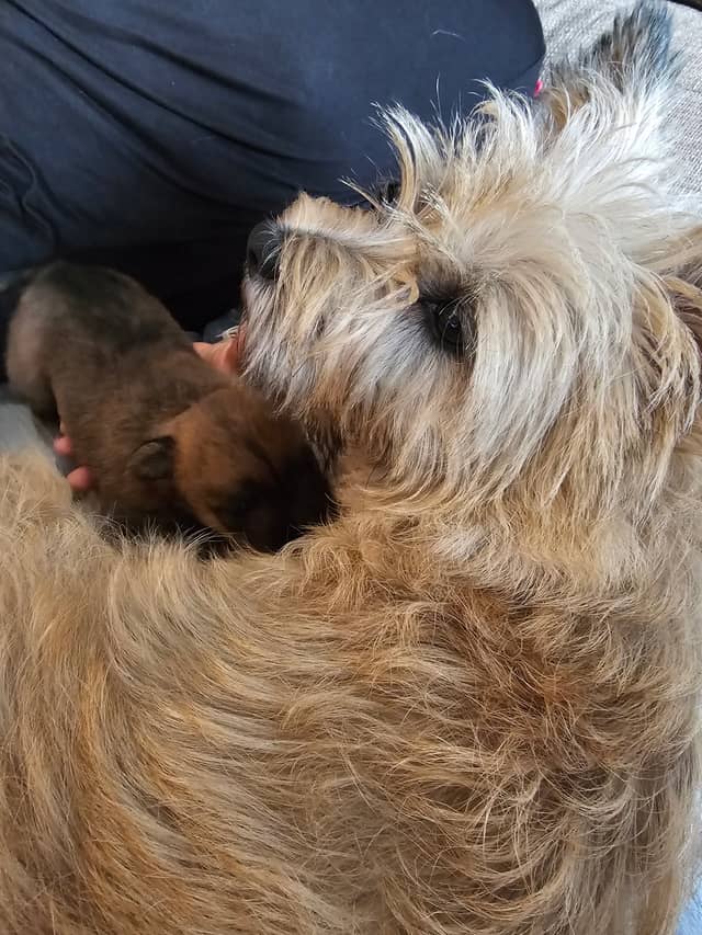 Vun Attilbrigga Cairn Terrier