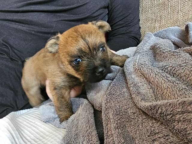 Vun Attilbrigga Cairn Terrier