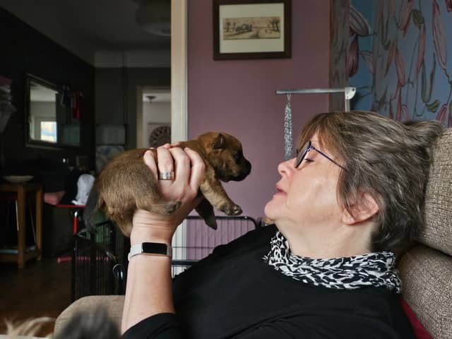Vun Attilbrigga Cairn Terrier