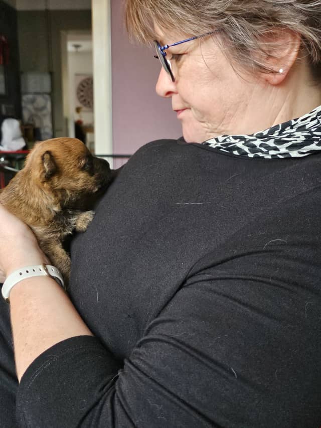 Vun Attilbrigga Cairn Terrier