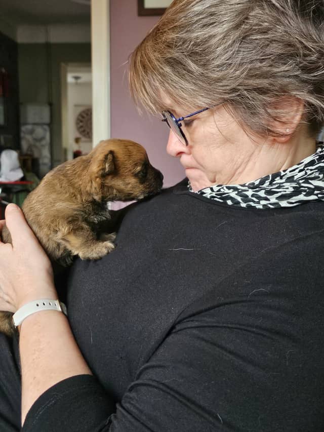 Vun Attilbrigga Cairn Terrier