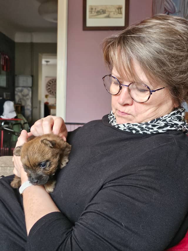 Vun Attilbrigga Cairn Terrier