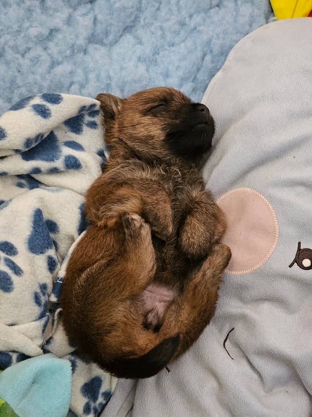 Vun Attilbrigga Cairn Terrier