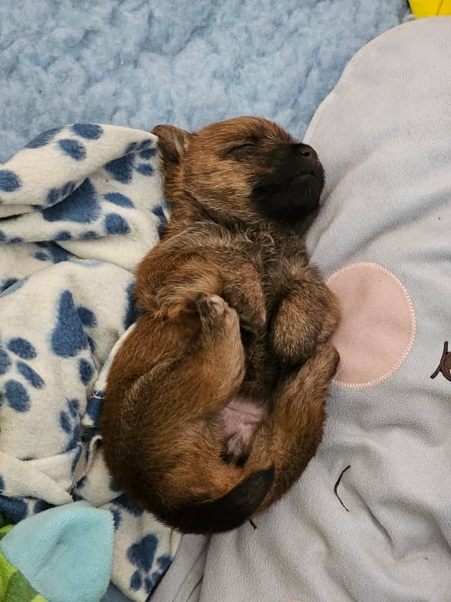 Vun Attilbrigga Cairn Terrier