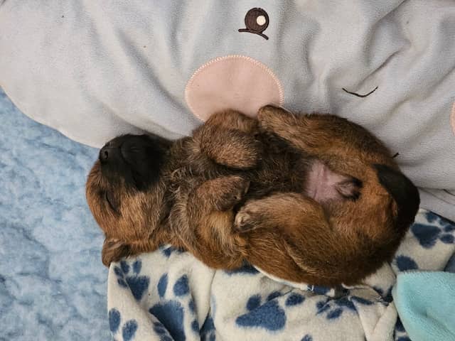 Vun Attilbrigga Cairn Terrier
