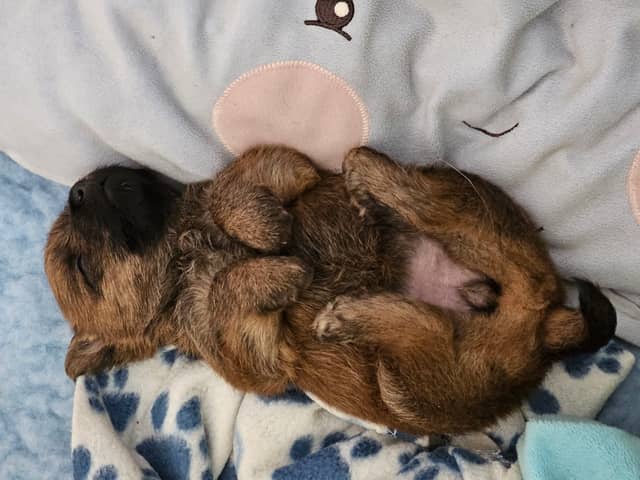 Vun Attilbrigga Cairn Terrier