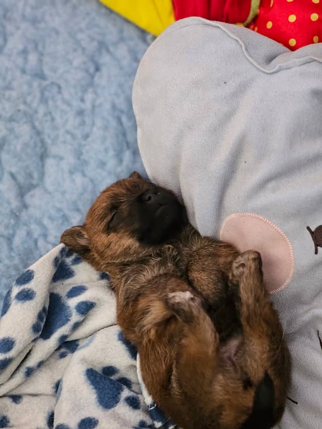Vun Attilbrigga Cairn Terrier