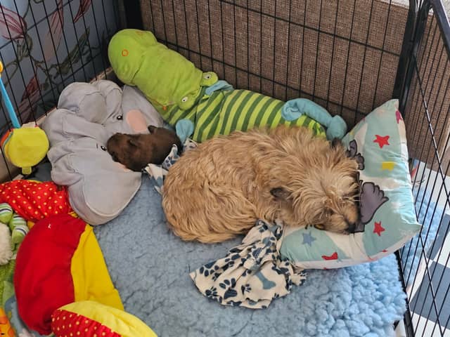 Vun Attilbrigga Cairn Terrier