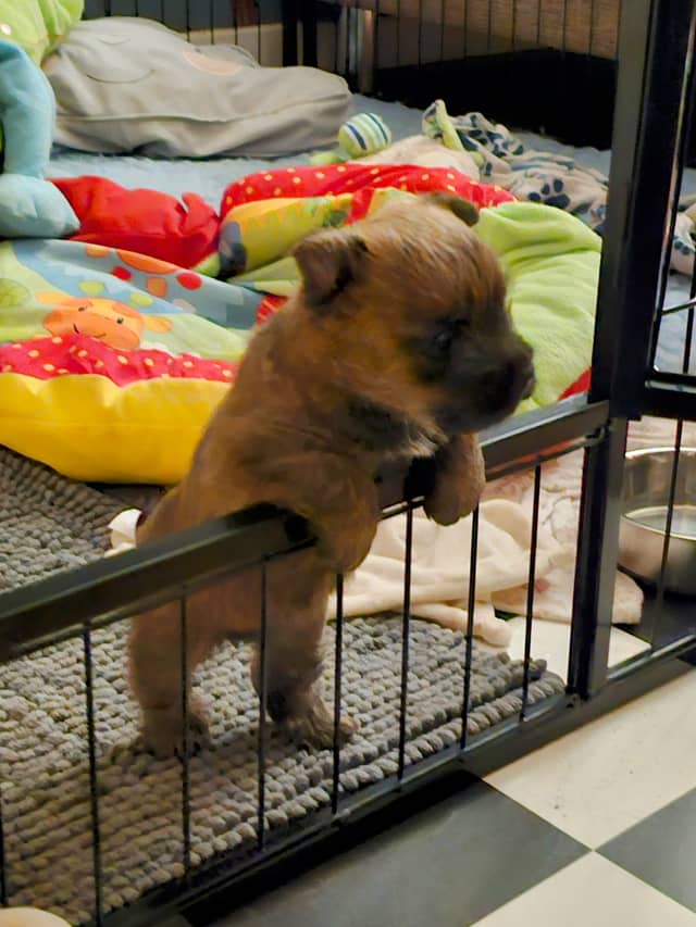 Vun Attilbrigga Cairn Terrier