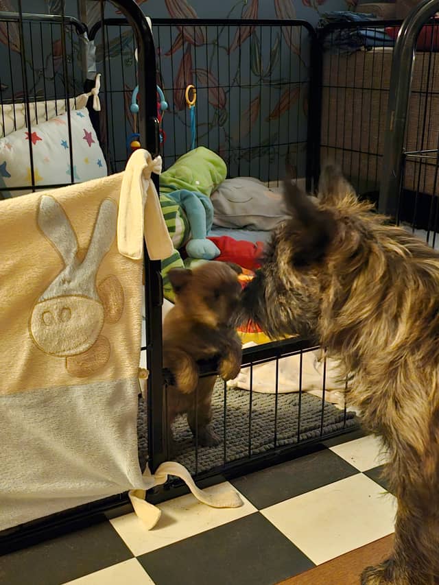 Vun Attilbrigga Cairn Terrier