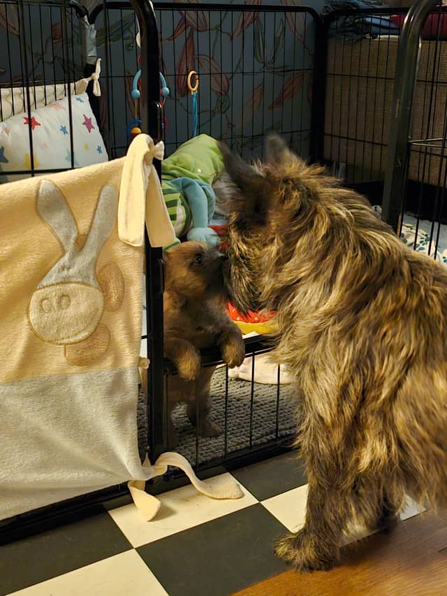 Vun Attilbrigga Cairn Terrier