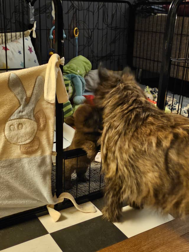 Vun Attilbrigga Cairn Terrier