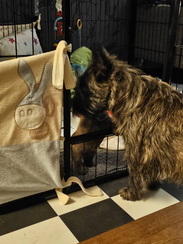 Vun Attilbrigga Cairn Terrier
