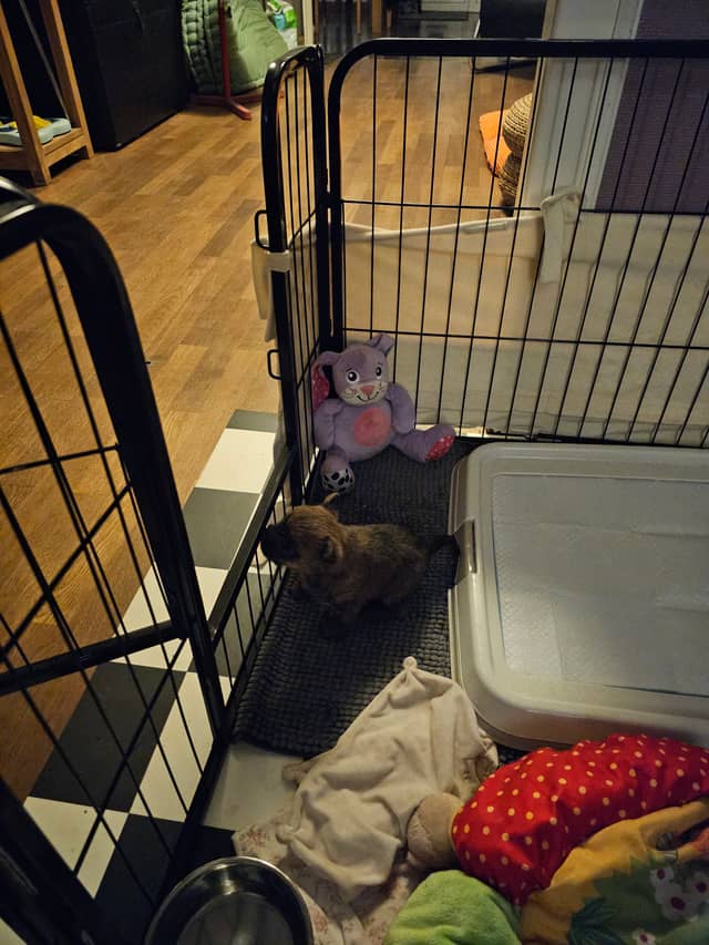 Vun Attilbrigga Cairn Terrier