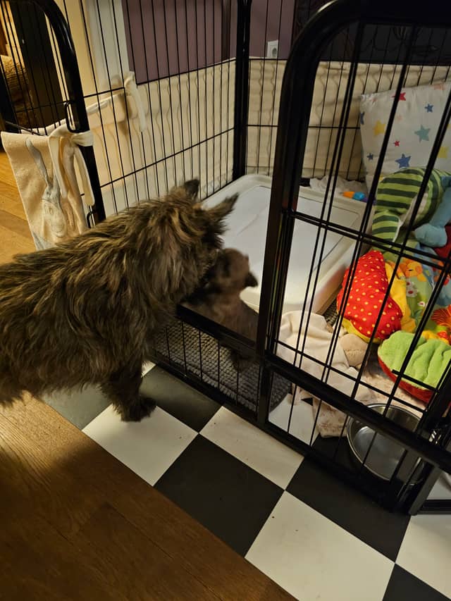 Vun Attilbrigga Cairn Terrier